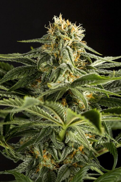 California Hash Plant Feminized Cannabis Seeds | The Seed Fair