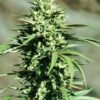 California Wildfire Feminized Cannabis Seeds | The Seed Fair