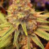 Californian Orange Feminized Cannabis Seeds | The Seed Fair