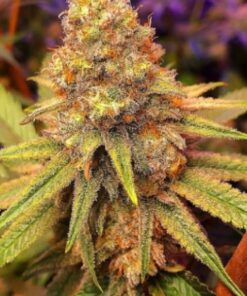 Californian Orange Feminized Cannabis Seeds | The Seed Fair