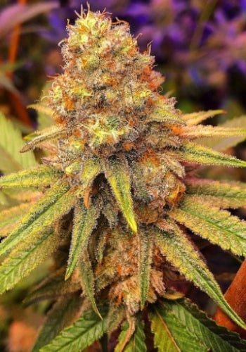 Californian Orange Feminized Cannabis Seeds | The Seed Fair