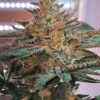 Candy Cane Autoflowering Marijuana Seeds | Candy Cane Strain | The Seed Fair