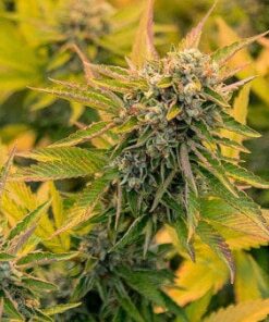 Canuk CBG Feminized Cannabis Seeds | Canuk CBG Strain | The Seed Fair