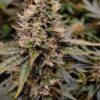 Canuk Cookies Feminized Cannabis Seeds | Canuk Cookies Strain | The Seed Fair