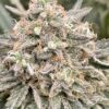 Capri Zun Feminized Cannabis Seeds | Capri Zun Strain | The Seed Fair