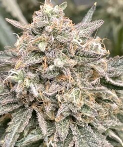 Capri Zun Feminized Cannabis Seeds | Capri Zun Strain | The Seed Fair