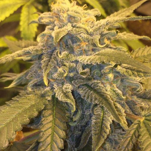 Caramel Ice Feminized Cannabis Seeds | Caramel Ice Strain | The Seed Fair