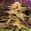 Caramelo Feminized Cannabis Seeds | Caramelo Feminized Strain | The Seed Fair