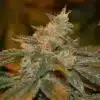 Cataract Kush AutoFlowering Marijuana Seeds | Cataract Kush Strain | The Seed Fair