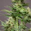 CBD Critical Cure Feminized Cannabis Seeds | Critical Cure Strain | The Seed Fair