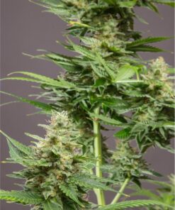 CBD Critical Cure Feminized Cannabis Seeds | Critical Cure Strain | The Seed Fair