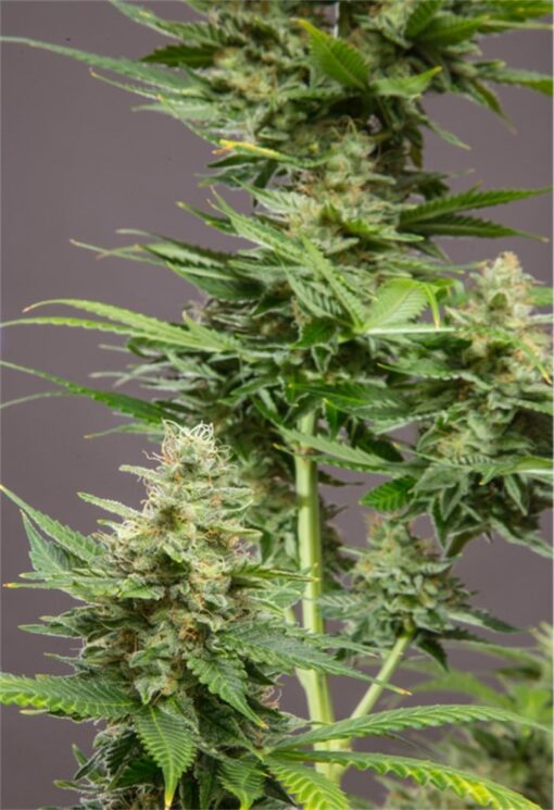 CBD Critical Cure Feminized Cannabis Seeds | Critical Cure Strain | The Seed Fair