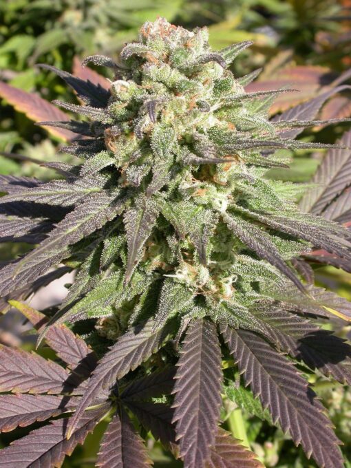 CBD - Enriched Warlock Feminized Cannabis Seeds | The Seed Fair