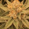 CBD Jam Feminized Cannabis Seeds | CBD Jam Strain | The Seed Fair