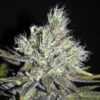 CBD Medi Haze Feminized Cannabis Seeds | CBD Medi Strain | The Seed Fair