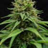 Nordle CBD Feminized Marijuana Seeds | Nordle CBD Strain | The Seed Fair