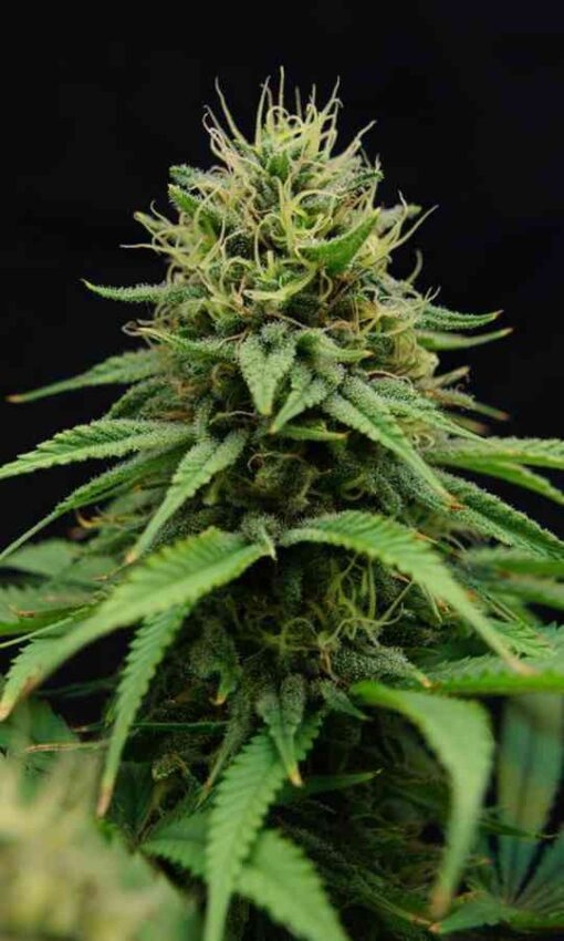 Nordle CBD Feminized Marijuana Seeds | Nordle CBD Strain | The Seed Fair