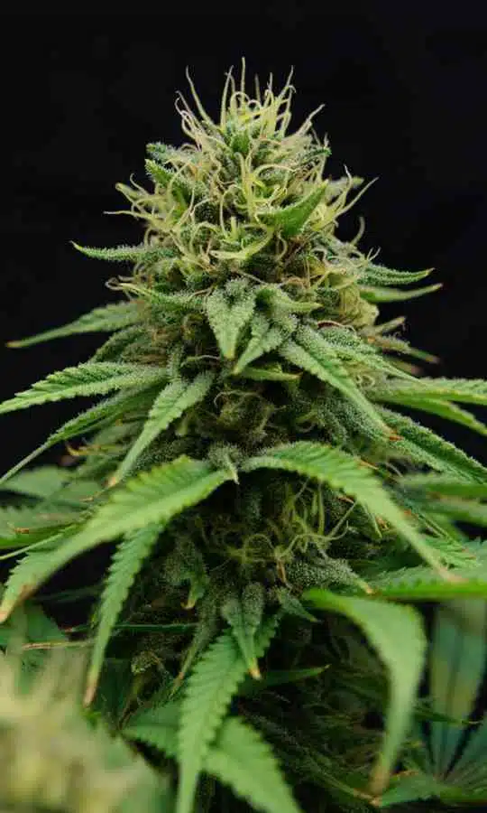 Nordle CBD Feminized Marijuana Seeds | Nordle CBD Strain | The Seed Fair | The Seed Fair Nordle CBD Feminized Marijuana Seeds | Nordle CBD Strain | The Seed Fair