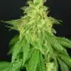 CBD Rene Feminized Cannabis Seeds | CBD Rene Strain | The Seed Fair