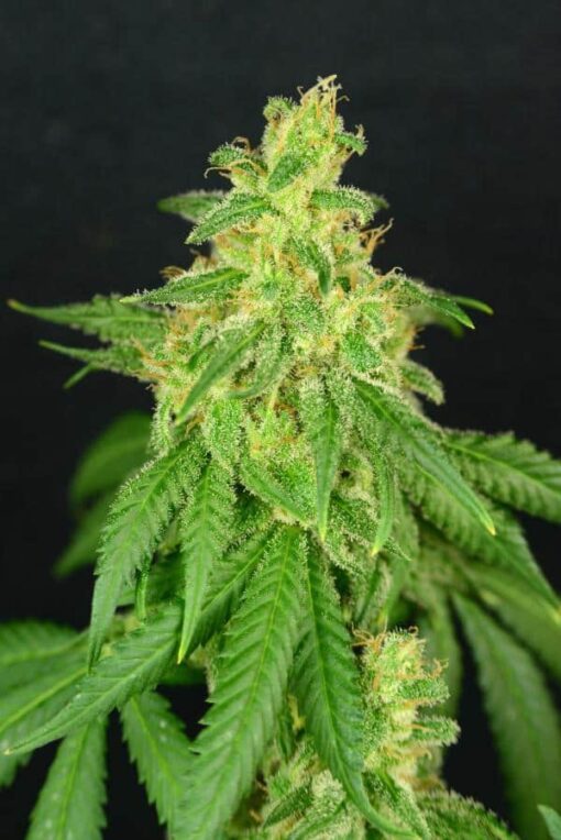 CBD Rene Feminized Cannabis Seeds | CBD Rene Strain | The Seed Fair