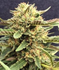 CBD Therapy Feminized Marijuana Seeds | CBD Therapy Strain | The Seed Fair