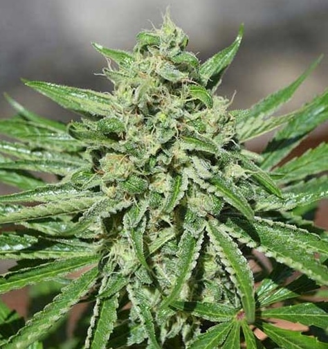 CBD Tonic Feminized Cannabis Seeds | CBD Tonic Strain | The Seed Fair