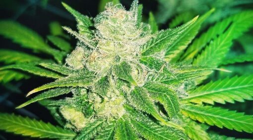 Charlie Sheen Autoflowering Marijuana Seeds | Charlie Sheen Strain | The Seed Fair