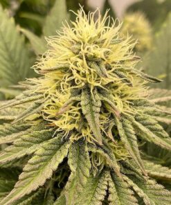Chocobang Feminized Cannabis Seeds | Chocobang Feminized Strain | The Seed Fair