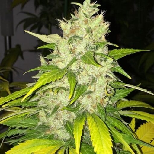 Chocolate Chunk Autoflowering Feminized Marijuana Seeds | The Seed Fair