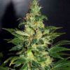 Chronic Autoflowering Marijuana Seeds | Chronic Autoflowering Strain | The Seed Fair