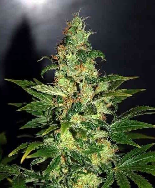 Chronic Autoflowering Marijuana Seeds | Chronic Autoflowering Strain | The Seed Fair