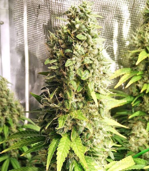 Claustrum Feminized Cannabis Seeds | Claustrum Strain | The Seed Fair