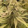 Coco Melon Feminized Cannabis Seeds | Coco Melon Strain | The Seed Fair
