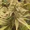 Coco Melon Feminized Cannabis Seeds | Coco Melon Strain | The Seed Fair