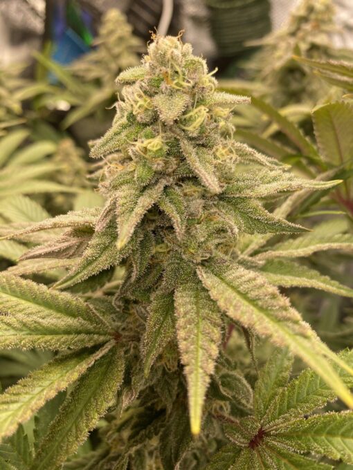 Coco Melon Feminized Cannabis Seeds | Coco Melon Strain | The Seed Fair