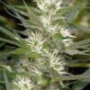 Cole Train Feminized Cannabis Seeds | Cole Train Strain | The Seed Fair
