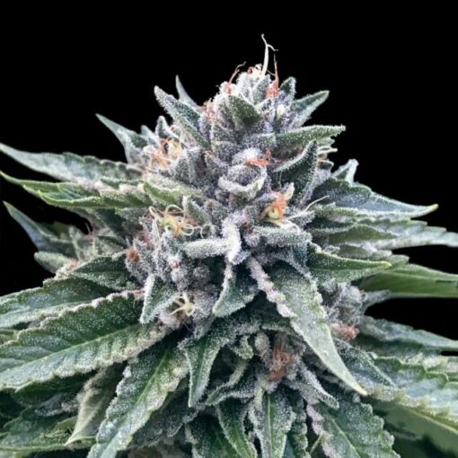 Collectors Pack Indica Feminized Cannabis Seeds | The Seed Fair