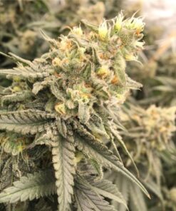 Conspiracy Kush Autoflowering Feminized Marijuana Seeds | Conspiracy | The Seed Fair