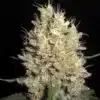 Crazy Miss Hyde Graines de cannabis féminisées | Crazy Miss Strain | The Seed Fair