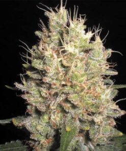 Crazy Miss Hyde Feminized Cannabis Seeds | Crazy Miss Strain | The Seed Fair