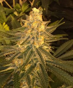 Critical Sensi Star Autoflowering Feminized Marijuana Seeds | Critical | The Seed Fair