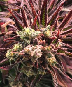 Crouching Tiger Hidden Alien Autoflowering Feminized Marijuana Seeds | The Seed Fair