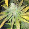 Crown Royale Autoflowering Feminized Marijuana Seeds | Crown Royale | The Seed Fair