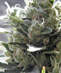 Crystal Candy Feminized Cannabis Seeds | Crystal Candy Strain | The Seed Fair