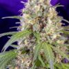 Crystal Candy F1 Fast Feminized Cannabis Seeds | The Seed Fair