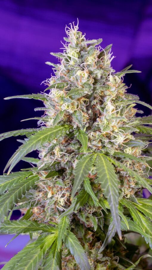 Crystal Candy F1 Fast Feminized Cannabis Seeds | The Seed Fair