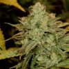 Crystal Coma AutoFlowering Marijuana Seeds | Crystal Coma Strain | The Seed Fair