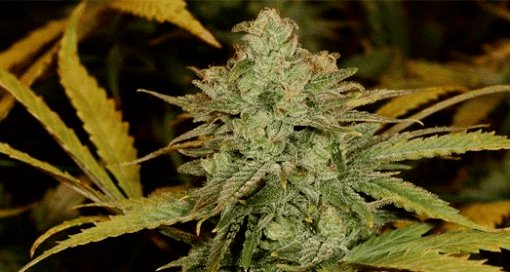 Crystal Coma AutoFlowering Marijuana Seeds | Crystal Coma Strain | The Seed Fair