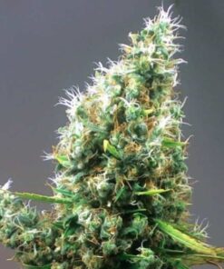 Cum Laude Feminized Cannabis Seeds | Cum Laude Strain | The Seed Fair