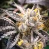 Cuvee Autoflowering Feminized Marijuana Seeds | Cuvee Autoflowering Strain | The Seed Fair